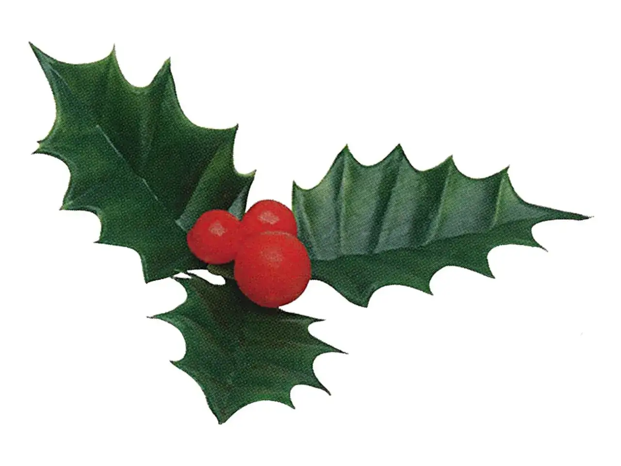 Une branche de houx avec trois baies rouges vives. La feuille de houx est d'un vert profond et dentelée.